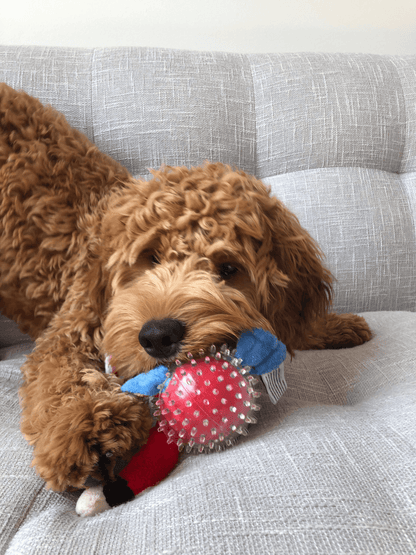 Lil' Squeakers Parrot Spiky Ball for Small Dogs-4